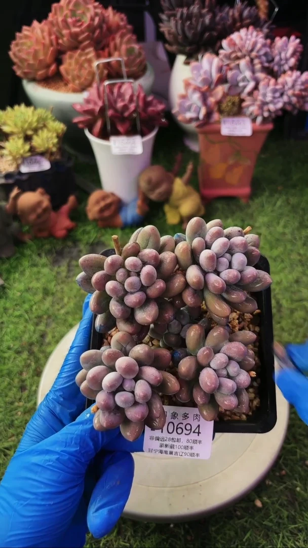 昆明印象多肉10694