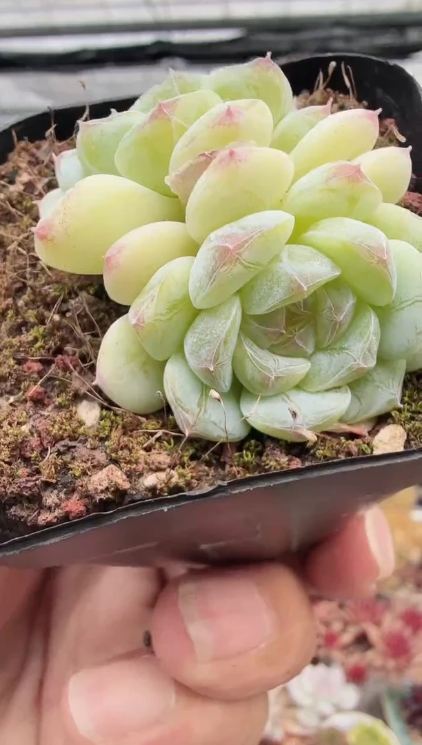 东云多肉园新款-28