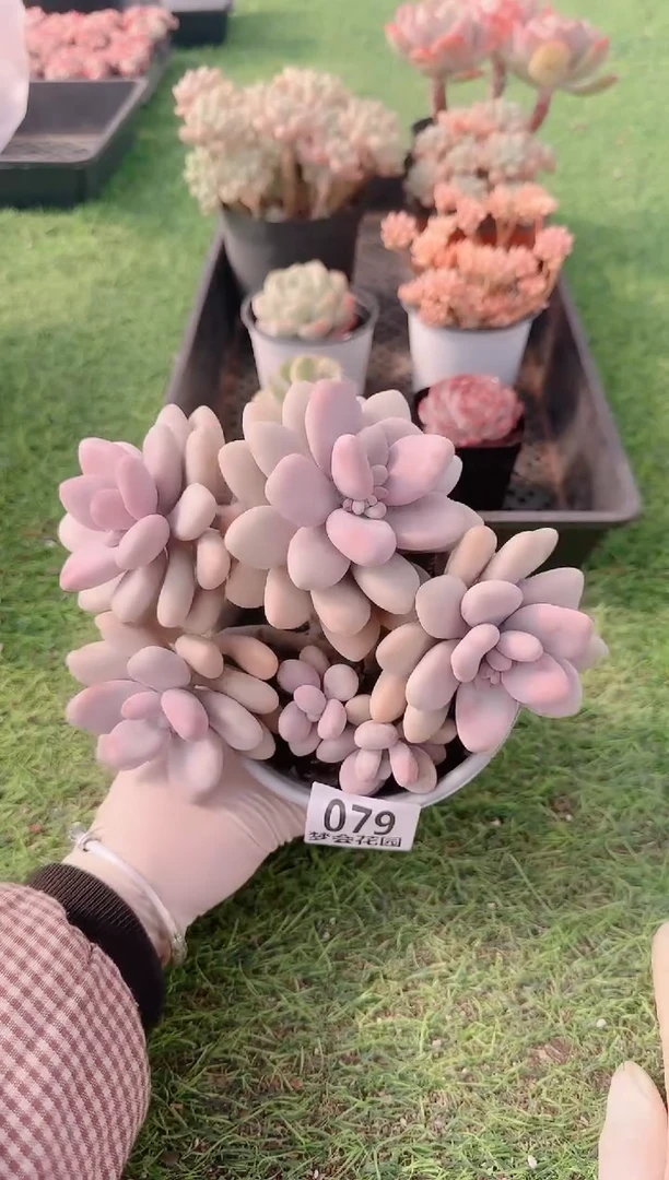 【闪购商品】梦会多肉一物一拍