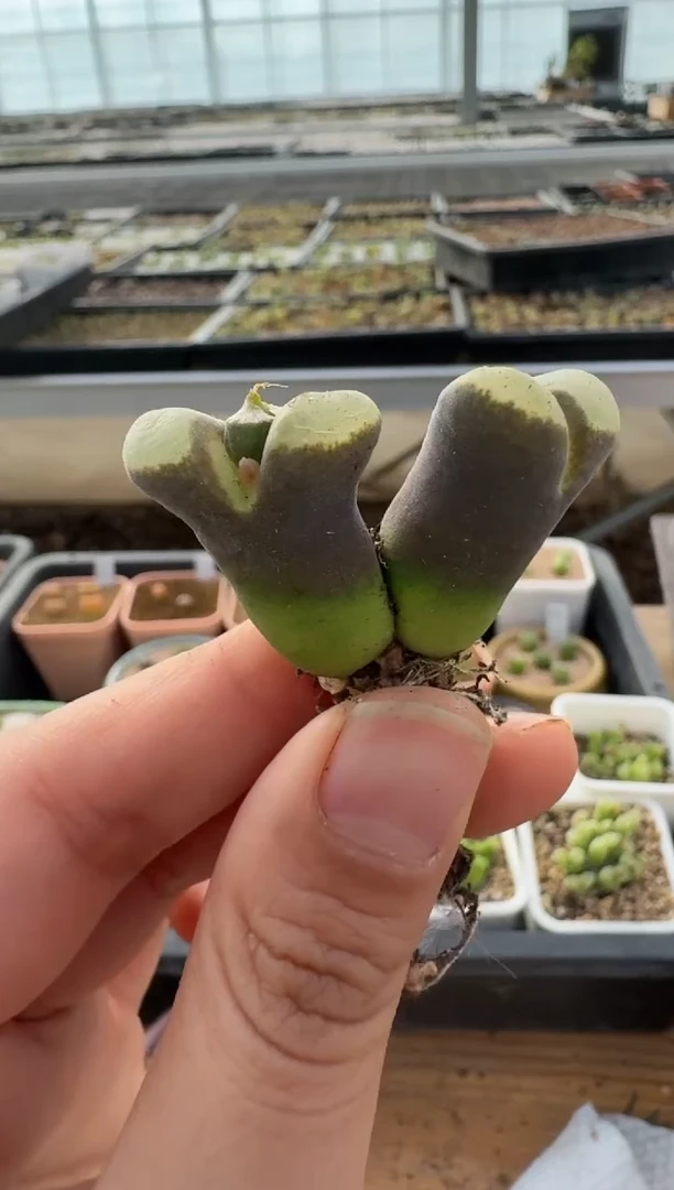 【闪购商品】2.5-185多肉