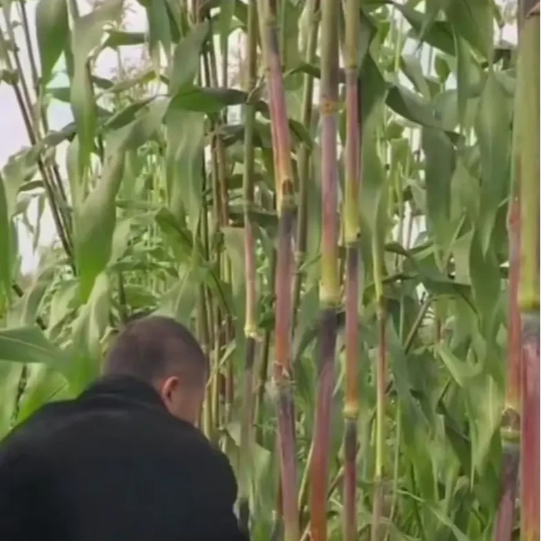 【黑甜杆种子】家庭阳台小院盆栽地栽四季种植红皮甘蔗种植开春