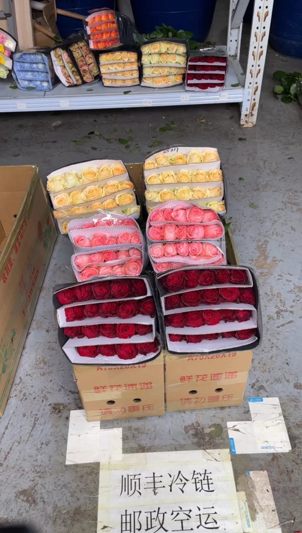 高原红20枝+戴安娜20枝+香槟20枝