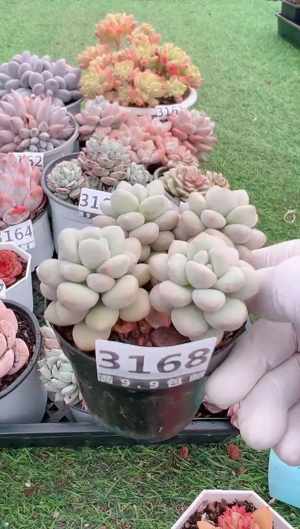 【闪购商品】信福多肉一物一拍