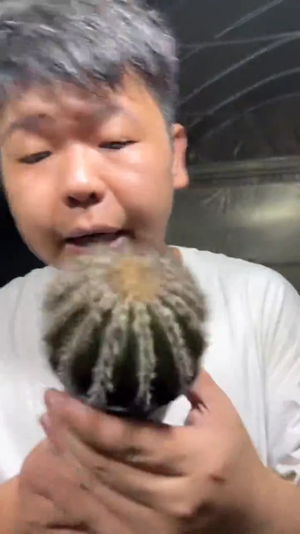 6-8cm 优博球【带根】