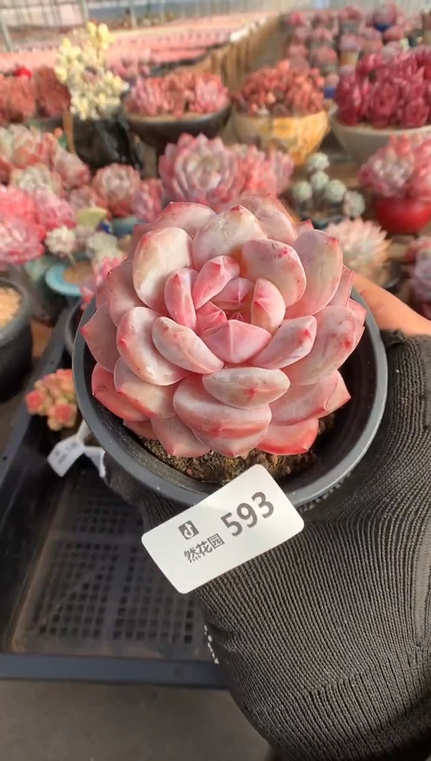 593粉星影多肉植物一物一拍