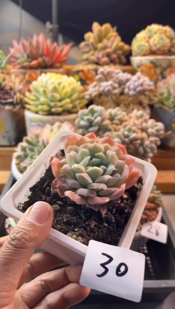 30泡泡纱裙11111111111111111