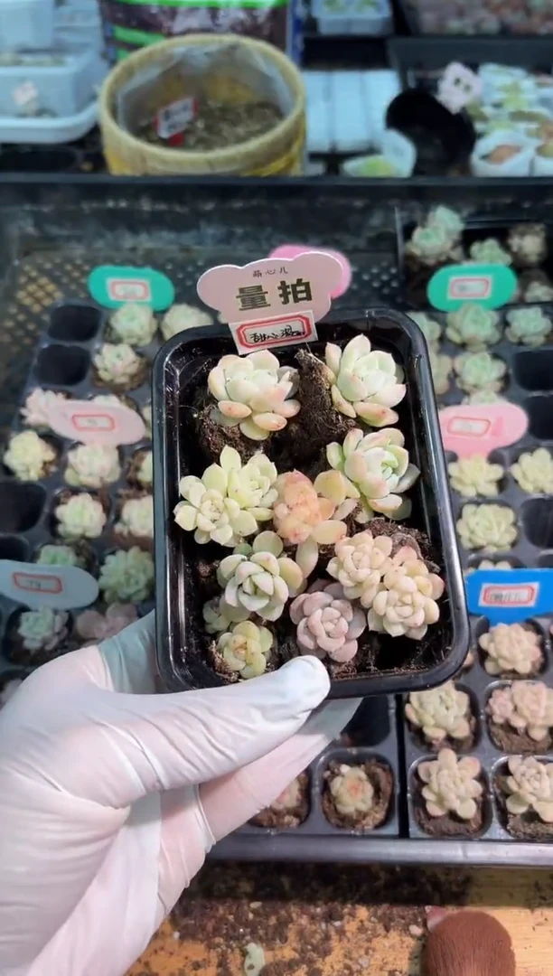 穴盘小苗混9颗量拍混发（不标注个体名）
