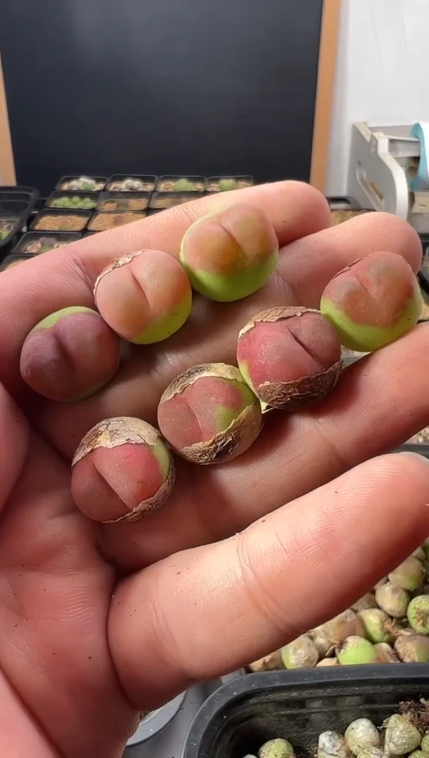 量拍水蜜桃7颗一组