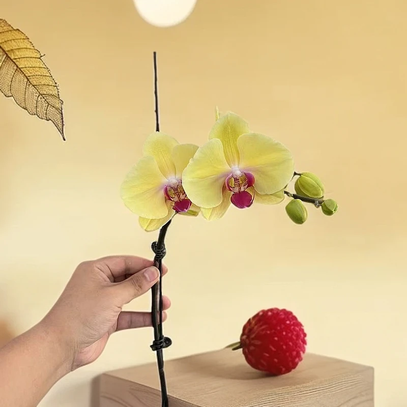 【李先生甄选】（黄金美人）蝴蝶兰单花剑带花带花苞发货