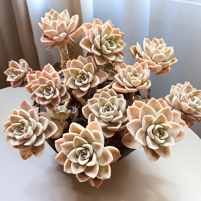 哈利沃森云大B1露 梅子多肉 新手必备好看好养一单包邮