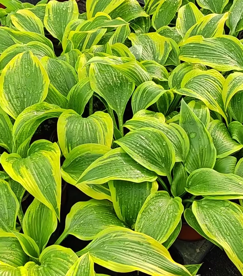 玉簪好养易活多年生阳台庭院观叶观花