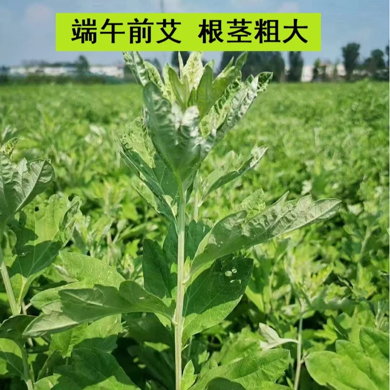 【25年端午头茬艾】手选新艾叶家用泡脚宝宝洗澡洗头坐月子传统习俗