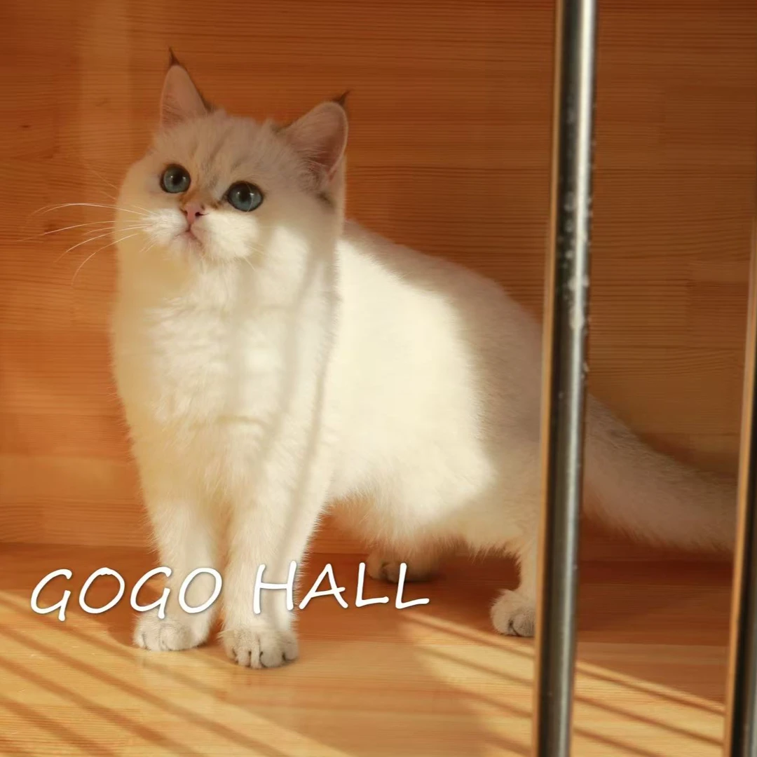 （GOGO HALL金豹猫舍金渐层）T猫咪活体