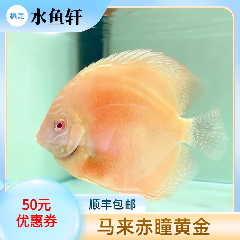 七彩鱼 野彩 马来赤瞳黄金 活体中大型热带观赏鱼可混养淡水鱼