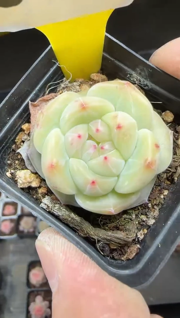 【闪购商品】一物一拍0222—383