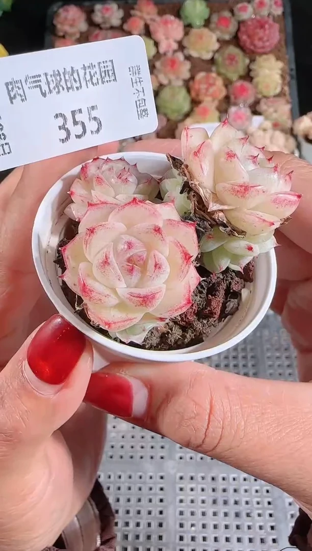 1208-355多肉群生不包整