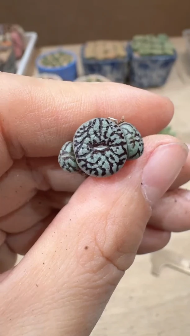 多肉植物肉锥16-443