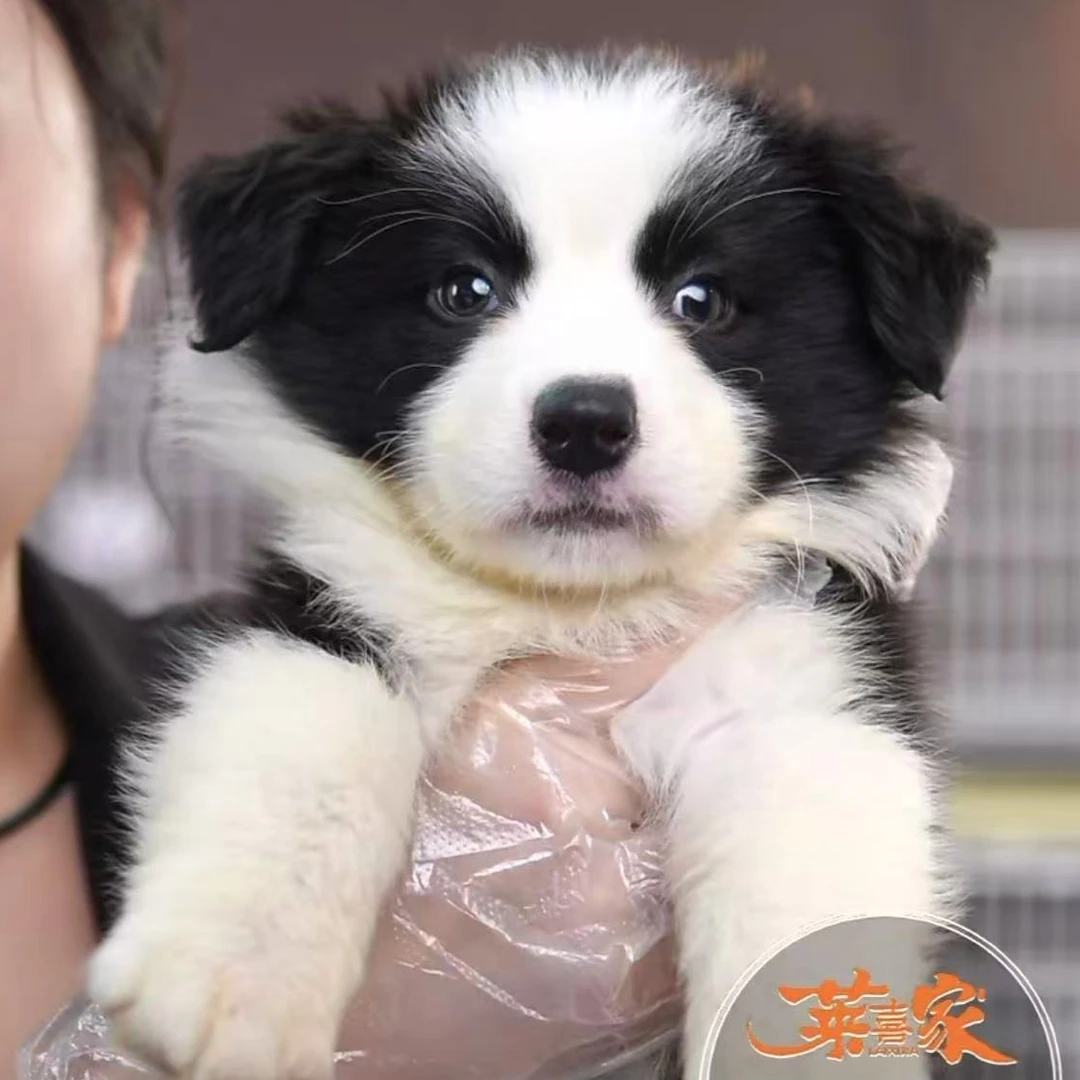 黑白色边境牧羊犬幼犬（母）2-2-30