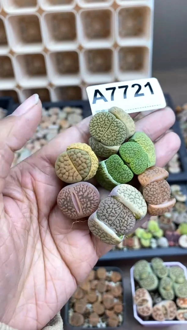 【闪购商品】7721直播一物一拍