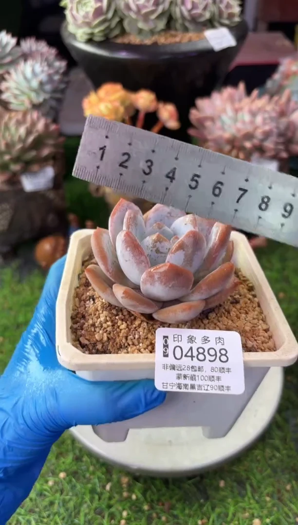 昆明印象多肉04898