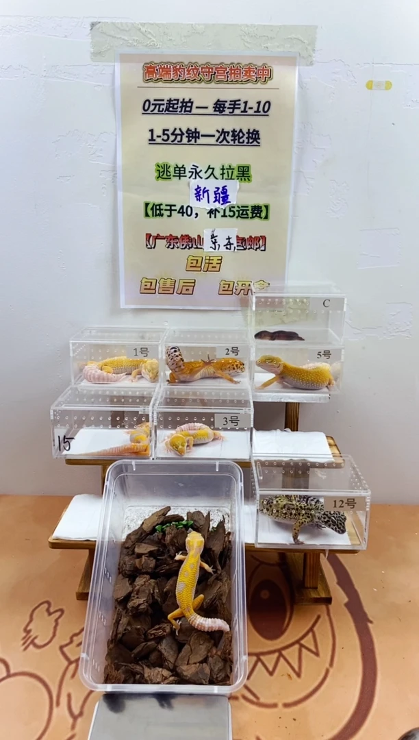 豹纹守宫豹纹守宫幼苗亚成体成体肥尾