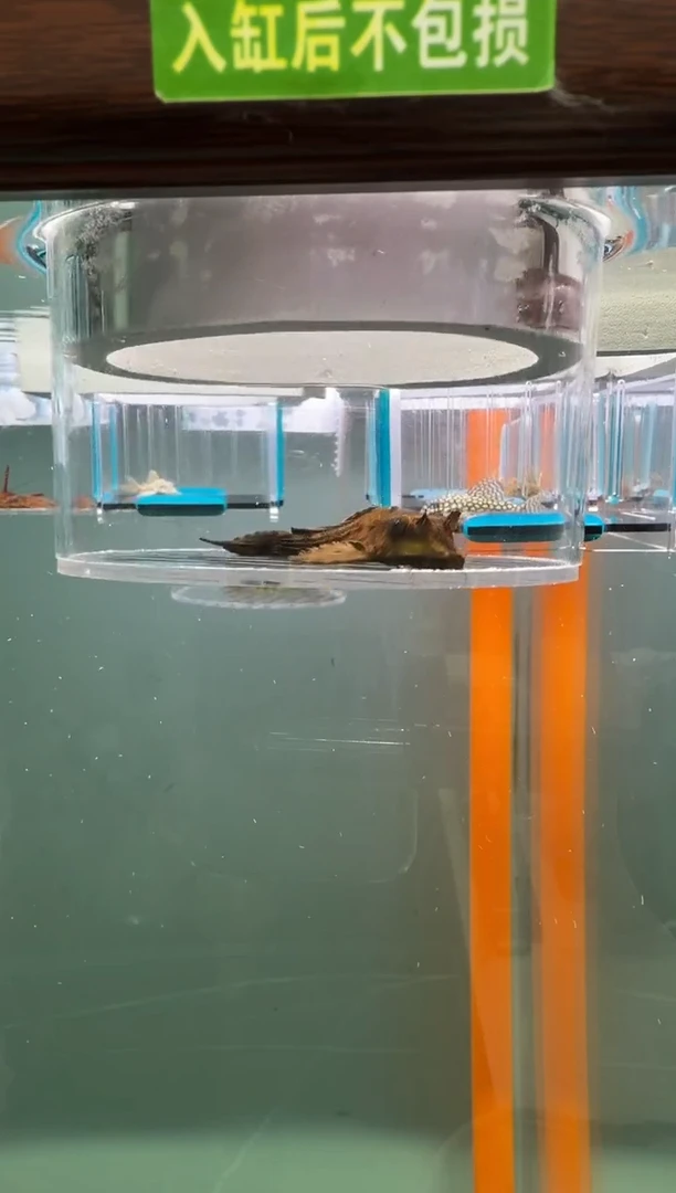 清道夫鱼124号鳄鱼入缸不包损录制完整开箱视频7.3厘米