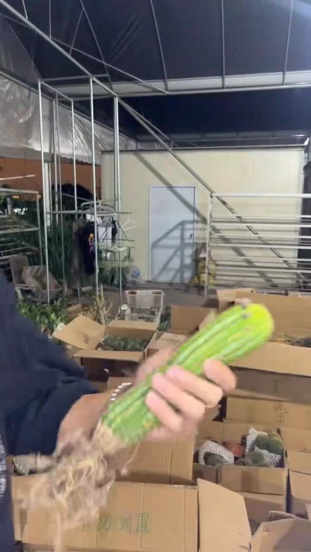 金四 毛花柱【带根】不指定带花苞