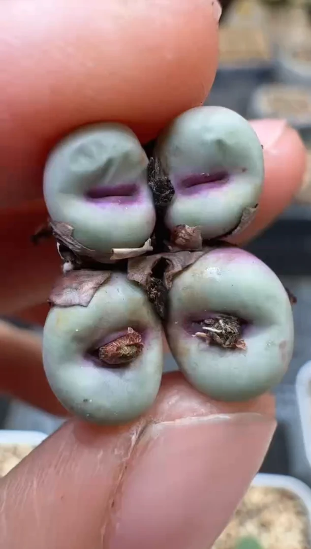 和****红29-364多肉植物肉锥