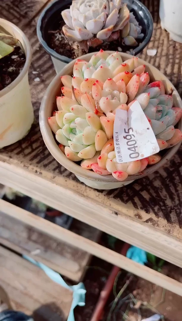 翡***?跃跃精品多肉04095