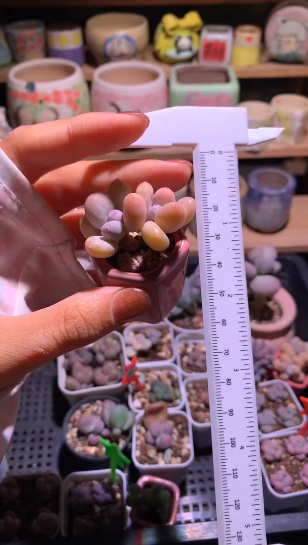 蛋黄奶酪多肉哈哈