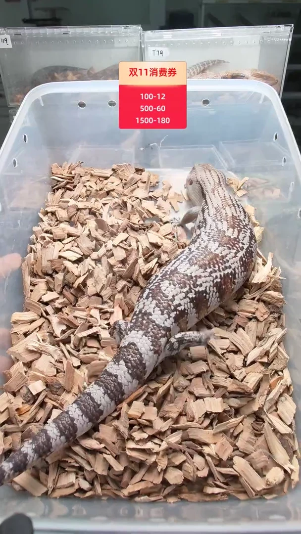 蓝舌石龙子昆北66het白北公 尾尖小磨损