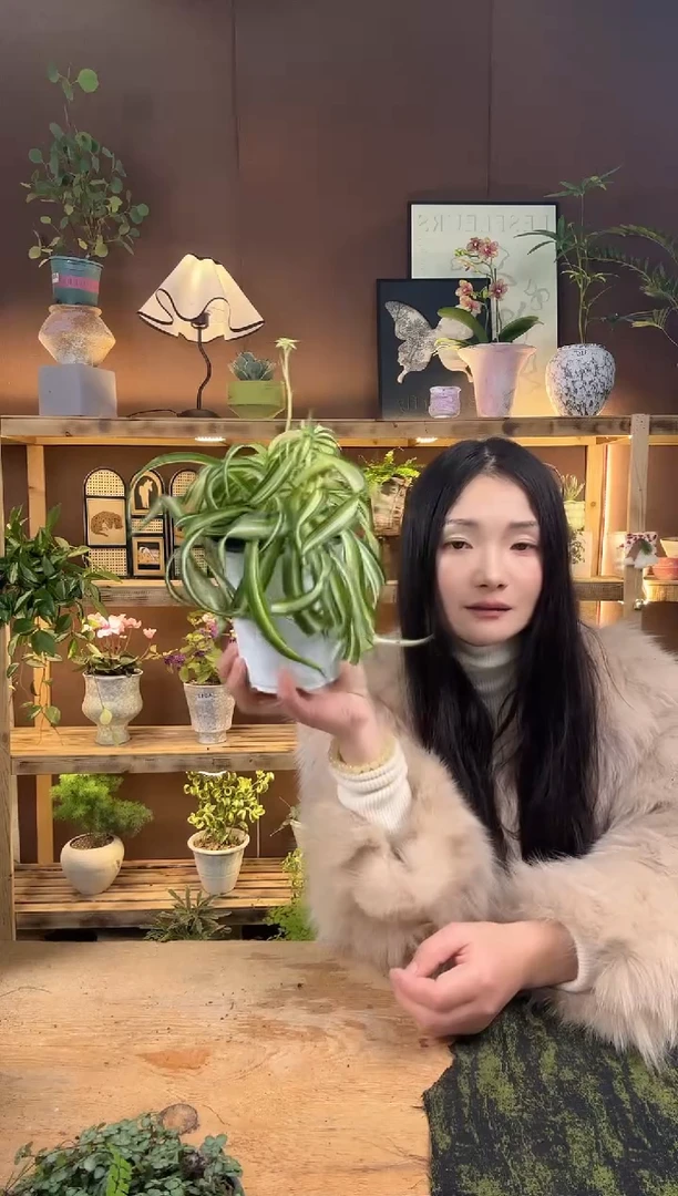 无花朵019卷发吊兰育苗盆