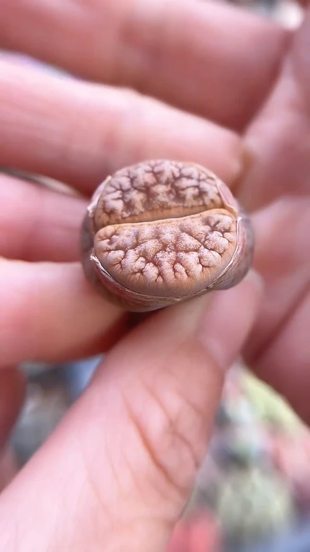 【闪购商品】9599直播一物一拍