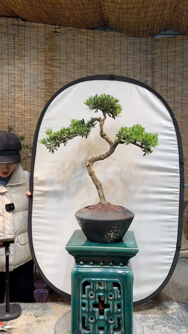 【闪购商品】罗汉松 盆景