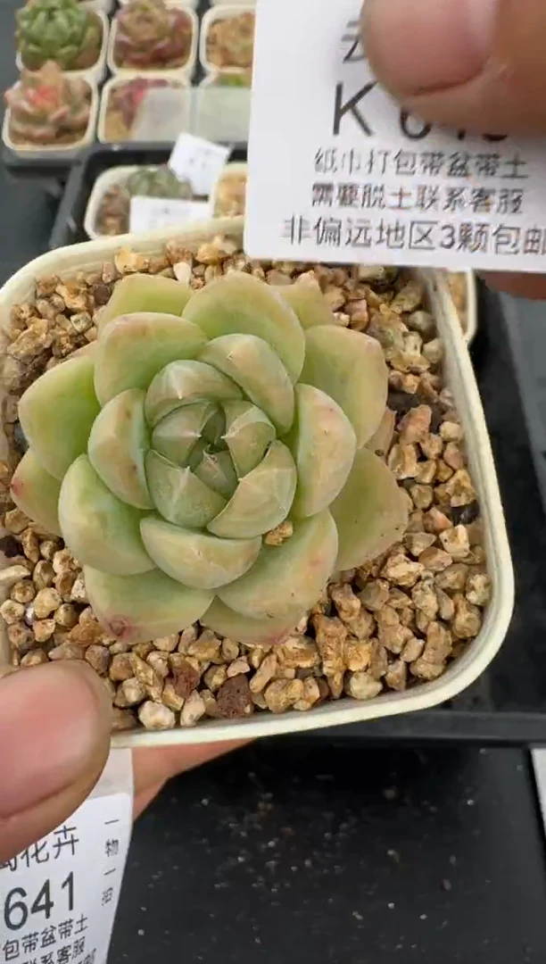 640K云禹多肉植物 带盆土纸巾打包 当天拍3颗包邮