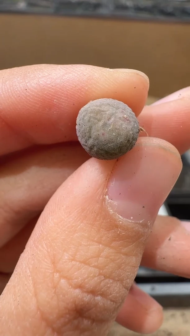 多肉植物肉锥16-63