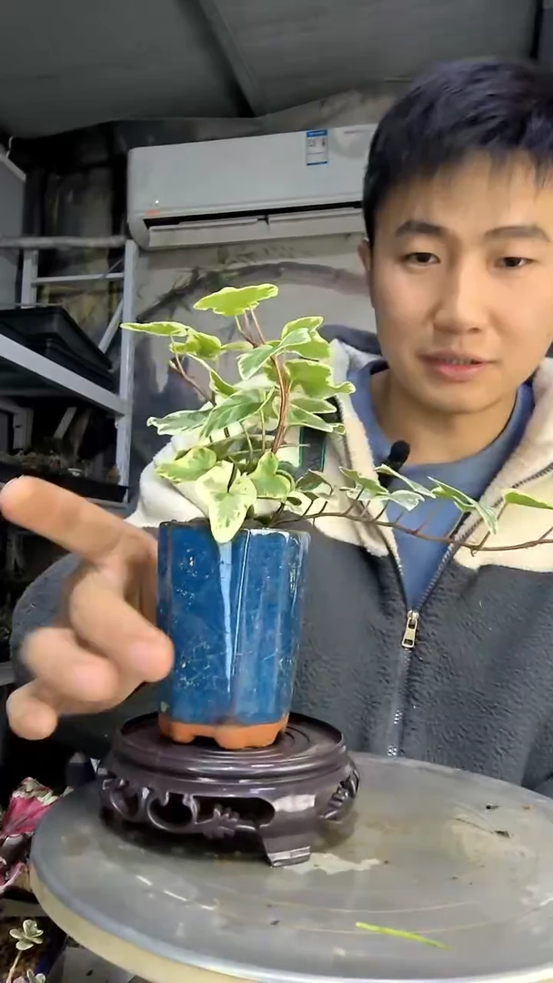 每**多中青园艺一物一拍花465