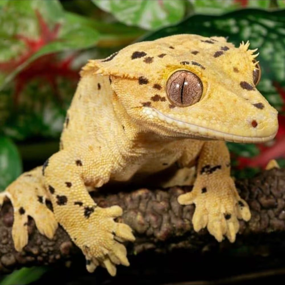 睫角守宫活体专拍 桌面爬宠