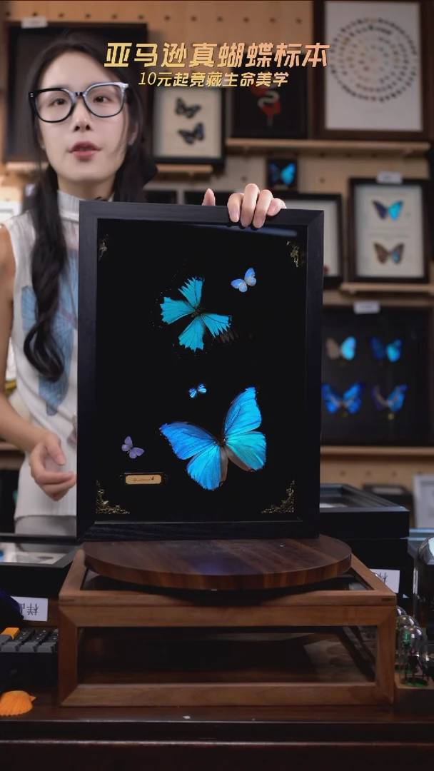 蝴蝶标本摆件竞拍d219