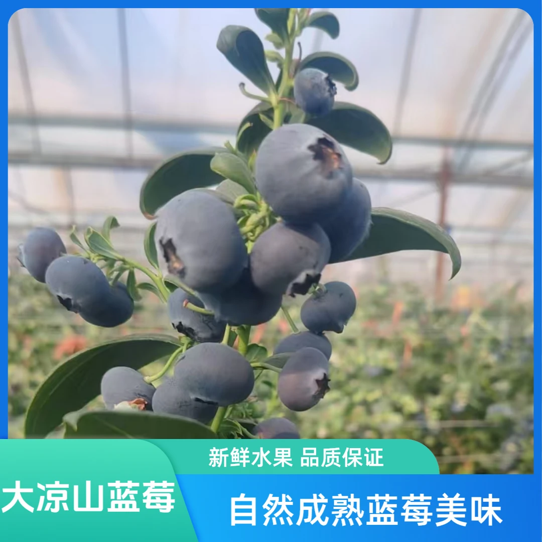 【京东物流】大凉山L25花香蓝莓新鲜美味 风味独特现摘现发品质保证