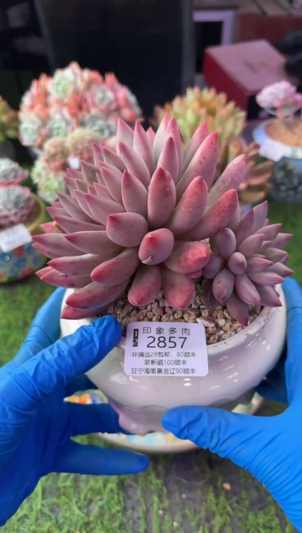 昆明印象多肉2857