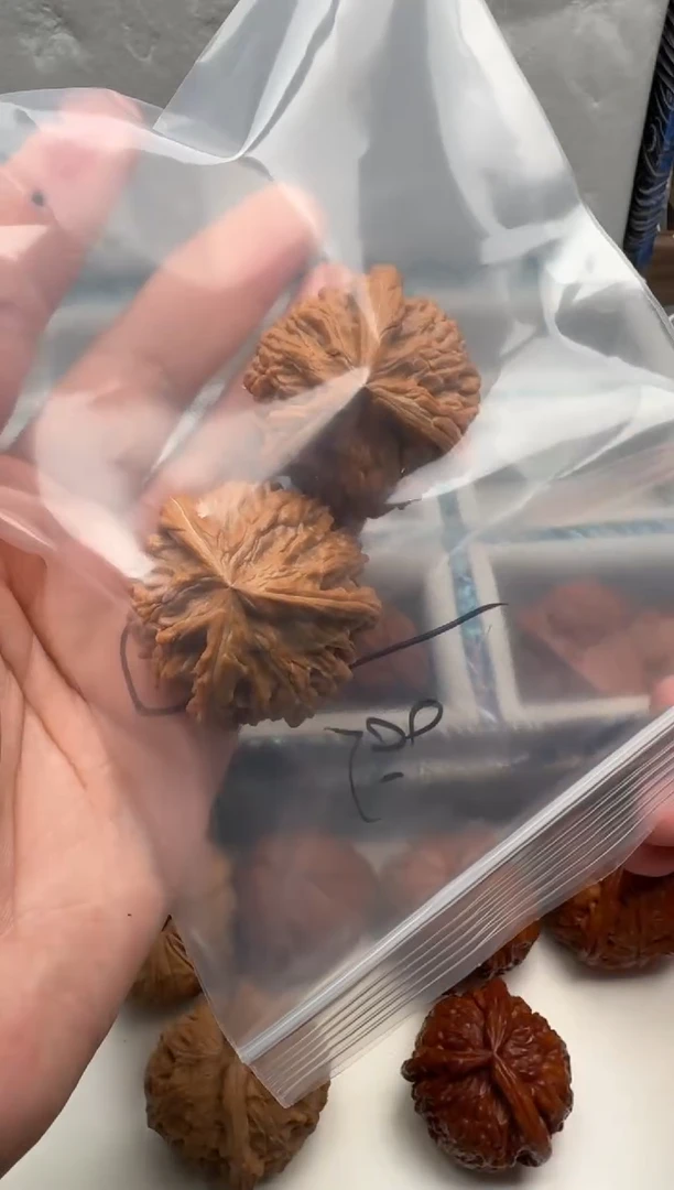 把件猴头核桃云*玉龙粗筋