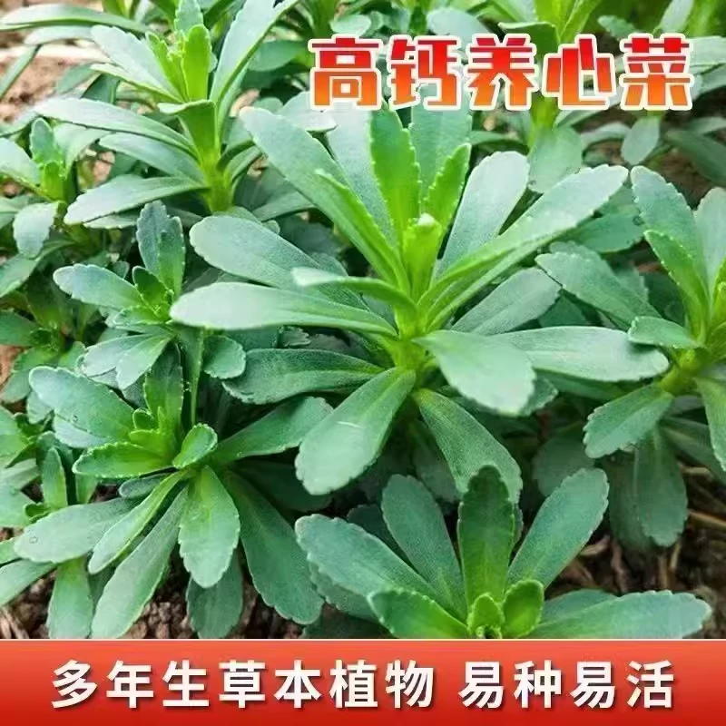 养心菜种子秧苗多年生救心菜费菜高钙养心菜