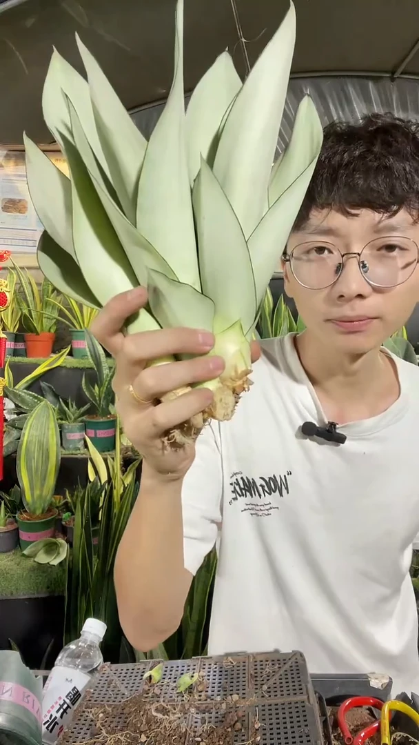 奶油白玉裸根4棵9.9