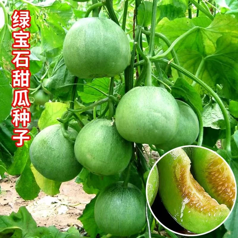 【全店满8包包邮】绿宝石甜瓜种子