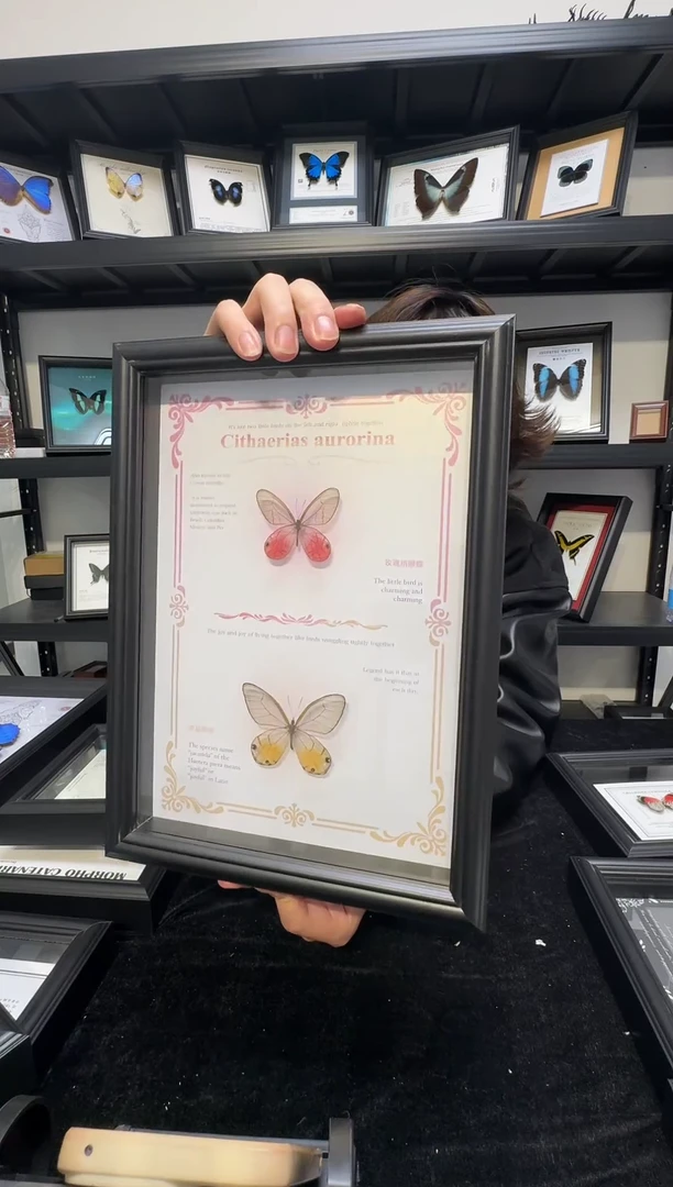 玻璃一物一拍，真实蝴蝶标本