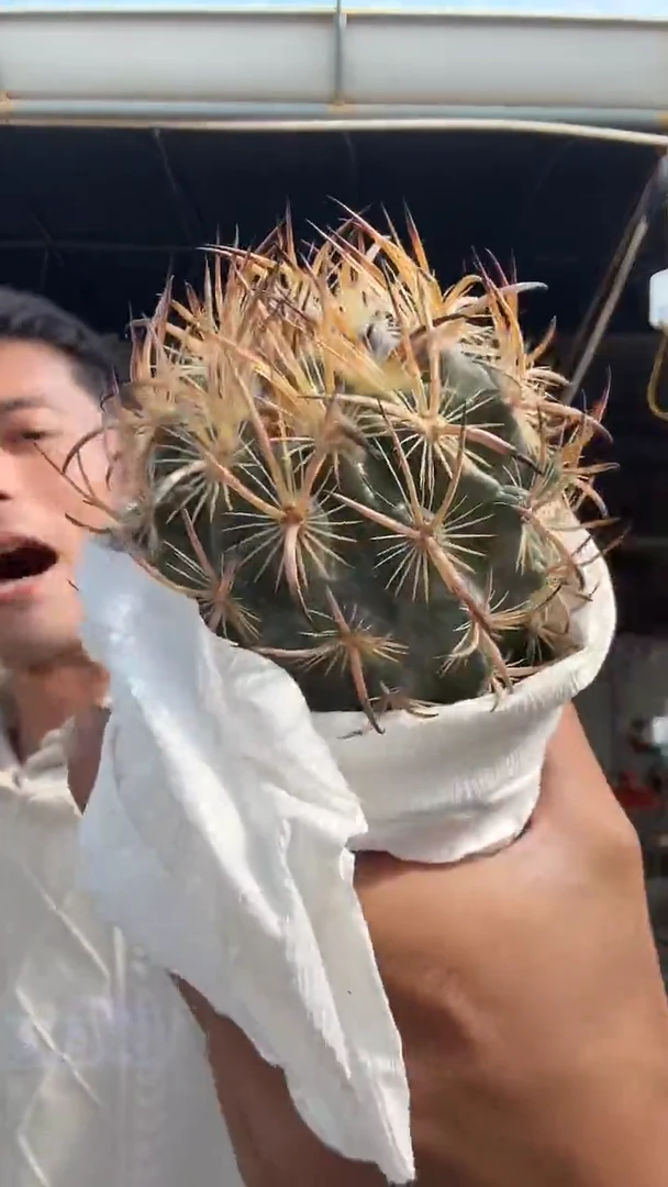 实生虎爪玉65.99