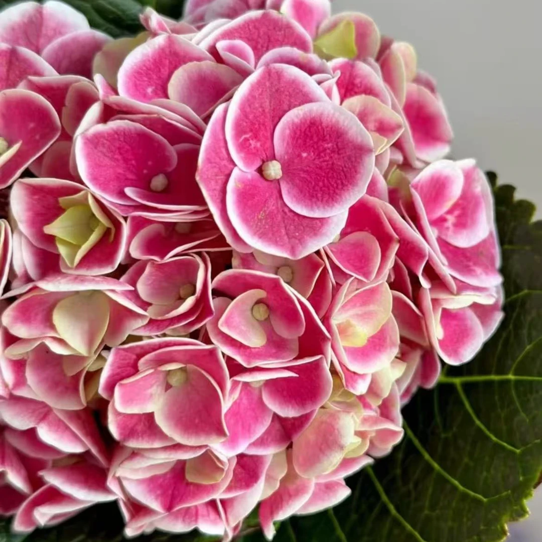 【锄禾2蒂沃利】大花 炫彩1.5加仑  高品质绣球-- 云南昆明发货