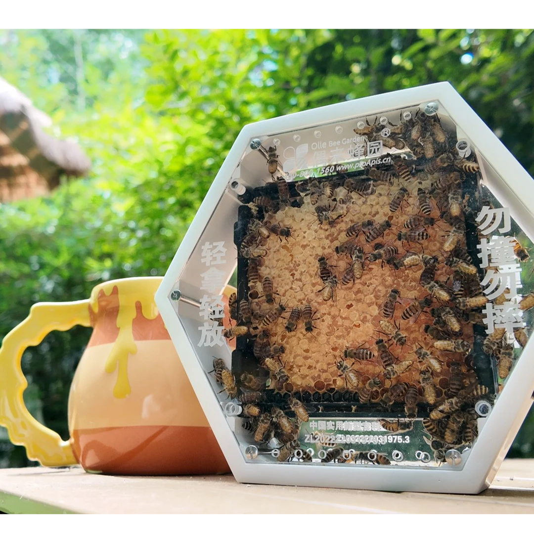 mini mini小暑蜂箱 宠物观察新体验 走进神秘自然蜜蜂世界