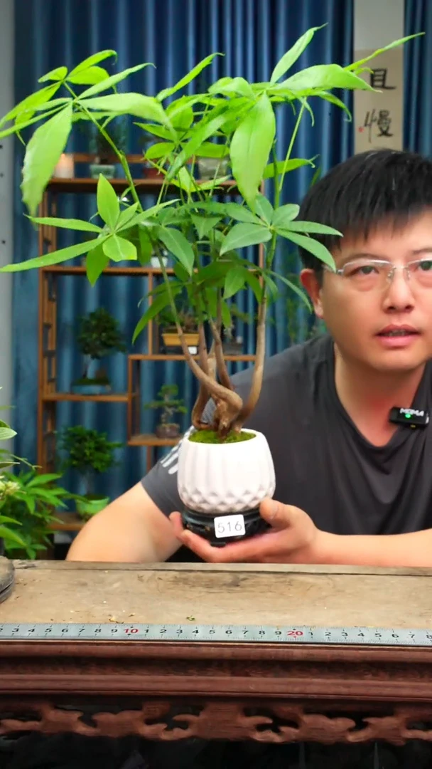 无花朵苔藓微景观516号